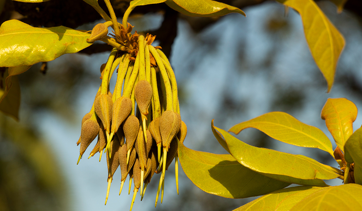 Madhuca longifolia flower - Indian single malt whisky