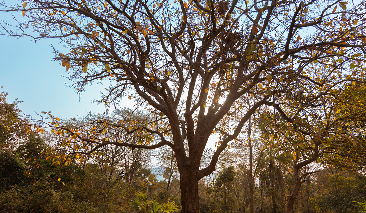 Mahua Tree Best Indian Single malt whisky