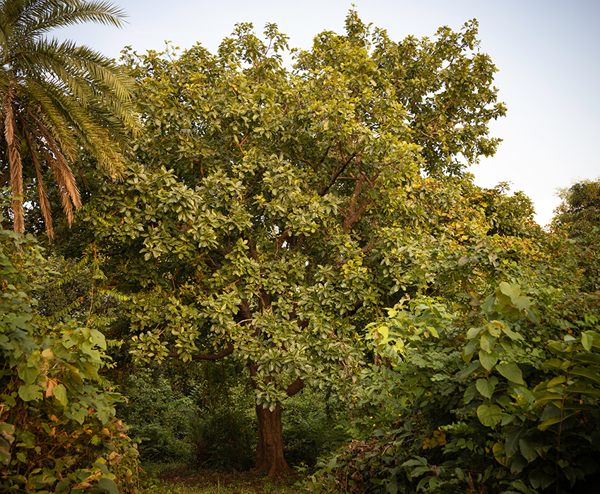 Madhuca longifolia Tree - Crazy Cock Indian single malt whisky