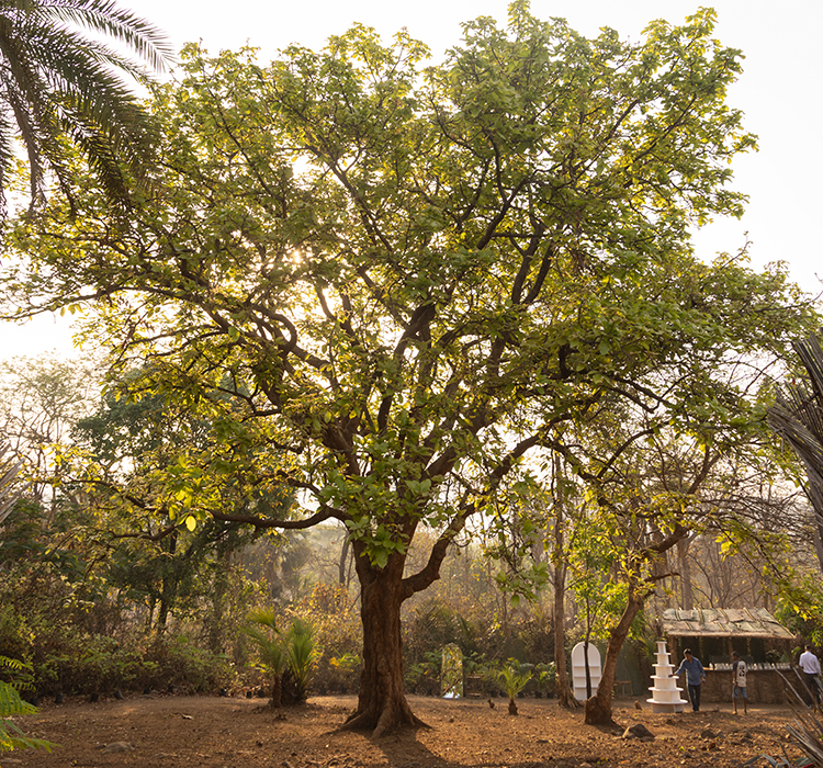 Madhua Tree Best Indian Single malt whisky