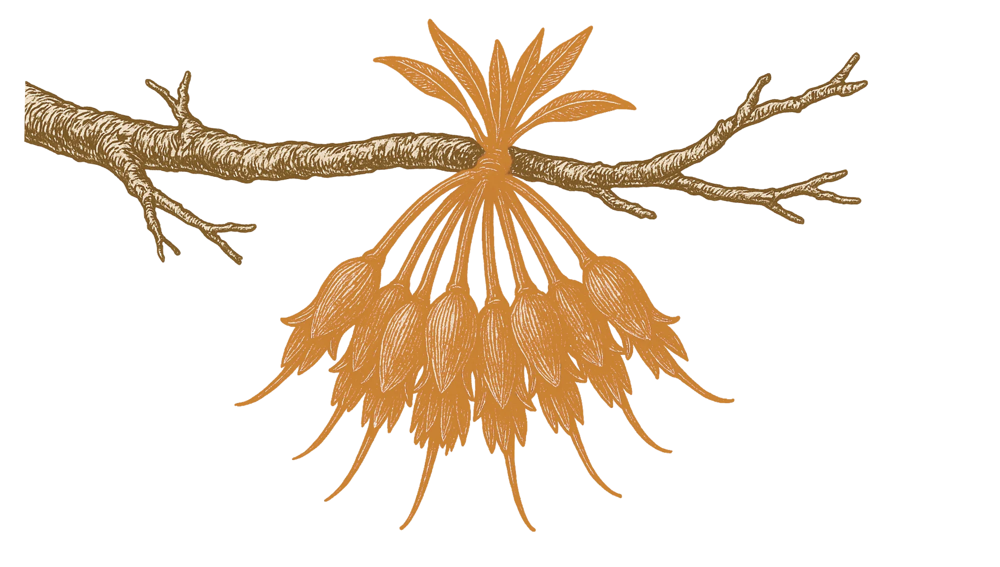 Crazy Cock Indian Single Malt Whisky branch emblem